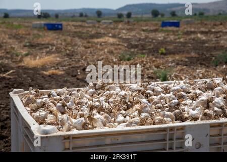 Ail : bouquet d'ail frais sur terre. Des têtes de bulbes d'ail fraîchement creusées. Banque D'Images