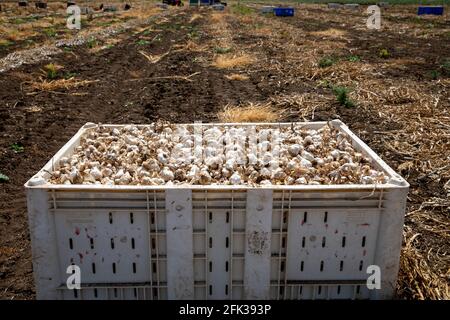 Ail : bouquet d'ail frais sur terre. Des têtes de bulbes d'ail fraîchement creusées. Banque D'Images