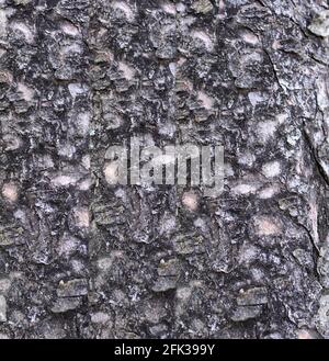 Arrière-plan de l'écorce de l'arbre. Motif et texture naturelle d'écorce d'arbre plein cadre. Banque D'Images