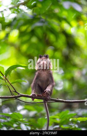 macaque singe assis sur une branche avec un regard. Banque D'Images