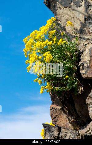 Poussière d'or Alyssum saxatile Golden alyssum Panier d'or sur roche, Aurinia saxatilis steinkraut jaune Alyssum Banque D'Images