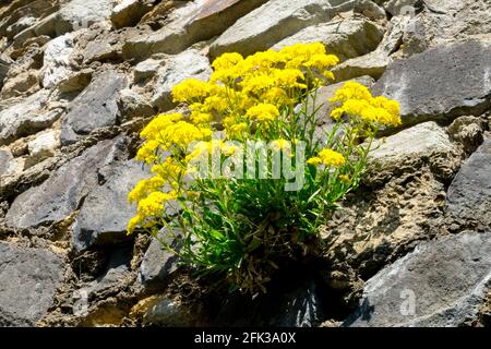 Steinkraut Golden Alyssum saxatile croissant de cloison sèche panier de mur d'or plante Or poussière d'or Alyssum avril Alyssum Aurinia saxatilis fleurs de printemps jaunes Banque D'Images