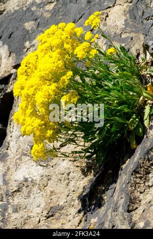 Panier d'or, Rock Madwort (Alyssum saxatile) République tchèque Banque D'Images