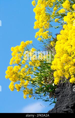 Aurinia saxatilis Golden Alyssum saxatile poussant sur roche Steinkraut jaune Alyssum Banque D'Images