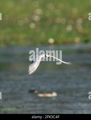 Mouette de mer survolant le plan d'eau sur fond vert. Banque D'Images