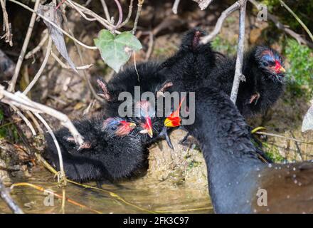 Les poussins de Moorhen (Gallinula chloropus) sont nourris par un Moorhen adulte au printemps, dans l'ouest du Sussex, en Angleterre, au Royaume-Uni. Banque D'Images