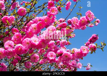 Fleurs printanières roses arbustes fleuris avril fleurs branches florissantes Prunus triloba Rosenmund fleurs roses Prunus amandes florissantes Banque D'Images