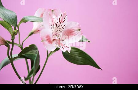 Alstroemeria fleur fraîche sur fond rose. Photo de haute qualité Banque D'Images