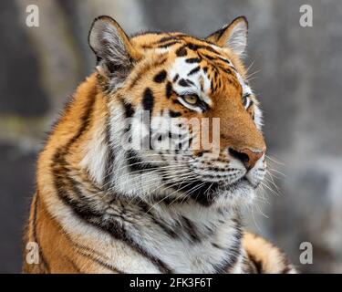 Vue rapprochée d'un tigre de Sibérie (Panthera tigris altaica) Banque D'Images