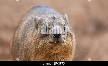 Gros plan frontal d'un hyrax de roche (Procavia capensis) Banque D'Images