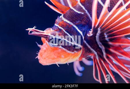 Vue rapprochée d'un Lionfish Clearfin (Pterois radiata) Banque D'Images