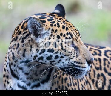 Vue rapprochée d'une Jaguar femelle (Panthera onca) Banque D'Images