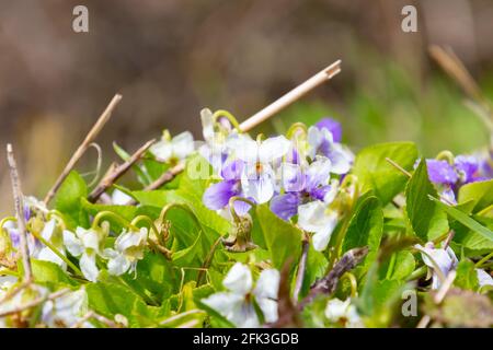 Violet blanc avec fleurs blanches et violettes, également appelé Viola alba Banque D'Images