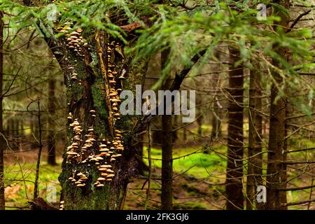 un tronc de mousse d'un arbre plein de champignons sur l'écorce dans une forêt profonde dans une montagne de table. fond naturel, photo horizontale Banque D'Images