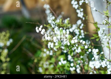 Petites inflorescences blanches, parsemées de fines branches de la brousse. Arrière-plan flou Banque D'Images