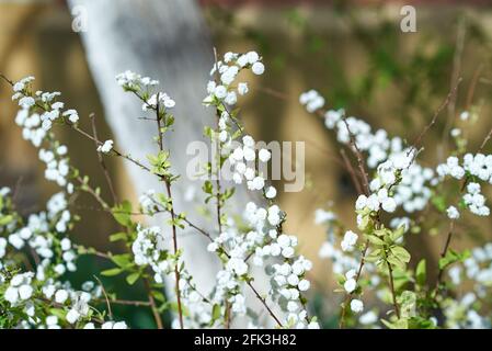 Petites inflorescences blanches, parsemées de fines branches de la brousse. Arrière-plan flou Banque D'Images