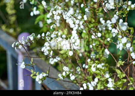 Petites inflorescences blanches, parsemées de fines branches de la brousse. Arrière-plan flou Banque D'Images