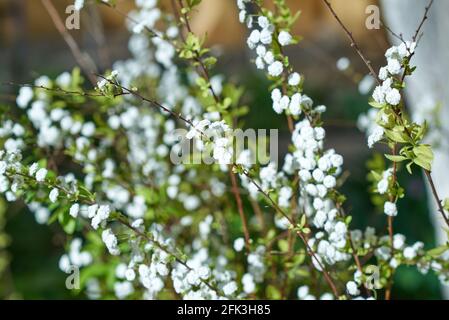 Petites inflorescences blanches, parsemées de fines branches de la brousse. Arrière-plan flou Banque D'Images