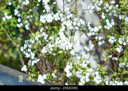 Petites inflorescences blanches, parsemées de fines branches de la brousse. Arrière-plan flou Banque D'Images