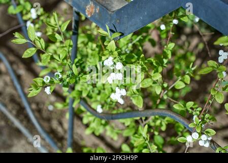 Petites inflorescences blanches, parsemées de fines branches de la brousse. Arrière-plan flou Banque D'Images