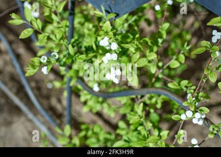 Petites inflorescences blanches, parsemées de fines branches de la brousse. Arrière-plan flou Banque D'Images