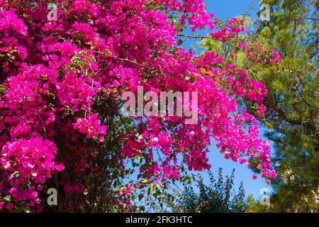 Agrigento, Sicile, Italie. Magnifique buisson rose bougainvilliers sous un ciel bleu profond. Banque D'Images