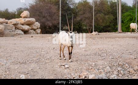 Oryx se déplace librement dans une ferme d'oryx. Banque D'Images