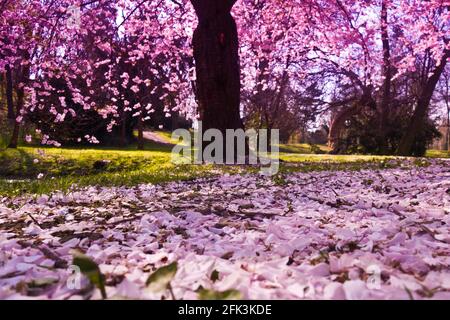 Cherry Tree blossoming Banque D'Images