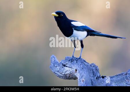 Magpie à bec jaune (Pica nutalli) adulte perché sur une branche Banque D'Images