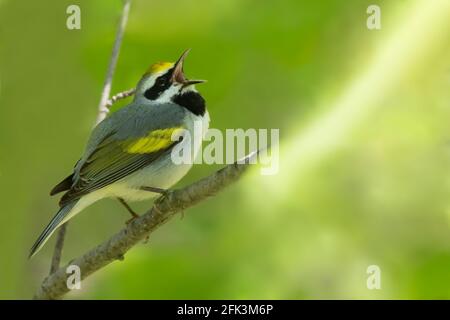 Paruline à ailes dorées (Vermivora chrysoptera), un homme adulte, chante Banque D'Images