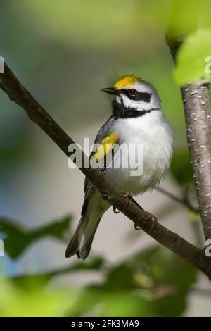 Paruline à ailes dorées (Vermivora chrysoptera), un homme adulte, chante Banque D'Images