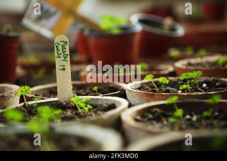 Herbes et légumes qui poussent organiquement dans des pots de plantation sur le balcon d'un bungalow. Banque D'Images