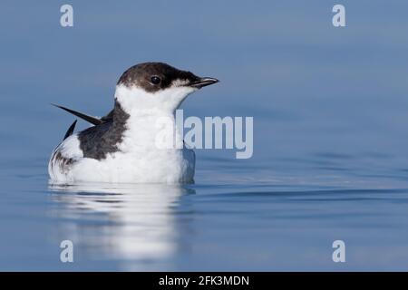 Murrelet marbré (Brachyramphus marmoratus) en plumage hivernal Banque D'Images