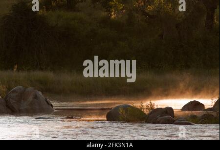 Un hippopotame solitaire repose dans les brumes tôt le matin sur la Grande Ruaha, après une nuit passée à paître sur les berges. Banque D'Images