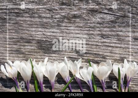 Fleurs de crocus blanches sur fond de bois avec cadre et espace de copie. Fleurs printanières, plat, vue de dessus. Ancienne texture de bois Banque D'Images