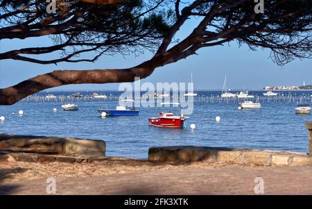 Bateaux et pins à Cap-Ferret, une commune est située sur la rive de la baie d'Arcachon dans le département de Gironde en Aquitaine dans le sud-ouest de la France Banque D'Images