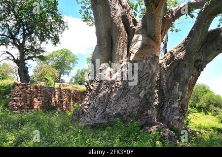 Le site du patrimoine Thulamela dans le parc national Kruger date En arrière plus de 400 ans et est lié à la Mapungubwe Site du patrimoine mondial Banque D'Images