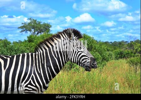 Le parc national Kruger offre l'occasion de voir la faune dans son habitat naturel et est l'une des plus grandes aires de conservation au monde. Banque D'Images