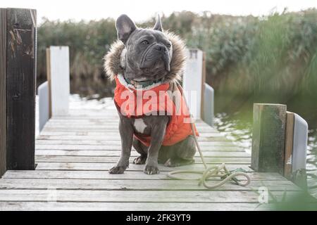 Adorable boudogue français dans une veste pour chien orange confortable dans le bleu maritime réglage Banque D'Images