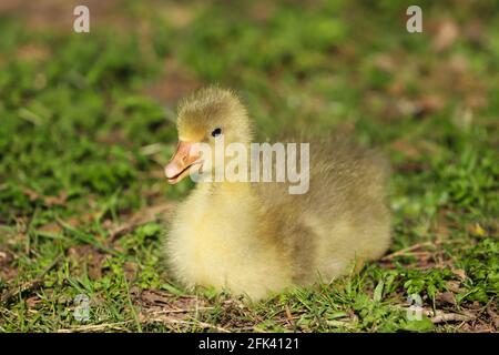 Gros plan d'un beau gosling jaune doux bébé au printemps se reposant sur le côté d'un lac Banque D'Images