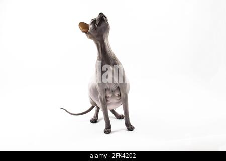 Sphynx chat enceinte. Beau chat sphynx gris sans cheveux assis Banque D'Images