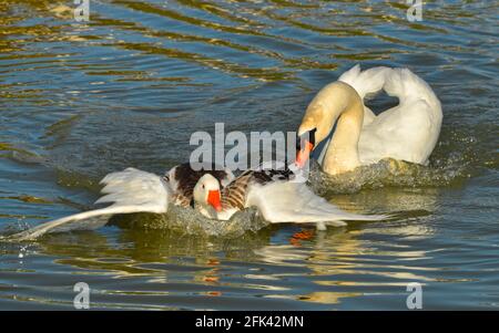 Cygne muet (Cygnus olor) pourchassant l'oie blanche et brune (Anser anser domesticus) Banque D'Images