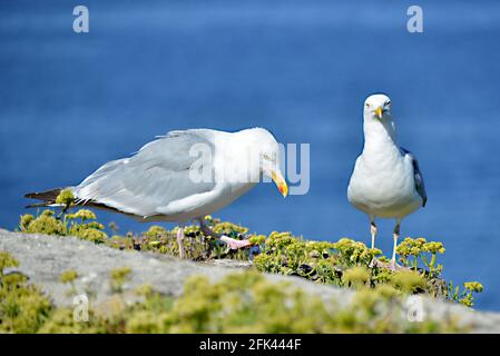 Deux goélands argentés (Larus argentatus) Sur l'herbe sur les falaises de la côte sauvage à Quiberon En Bretagne en France Banque D'Images