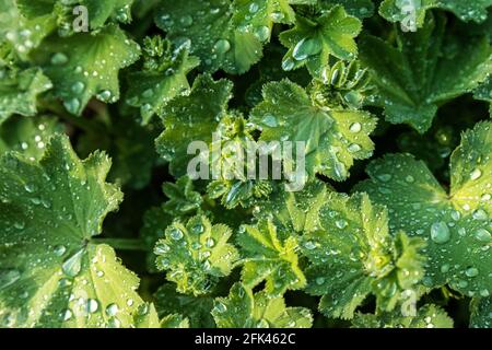 Vue rapprochée abstraite de l'usine d'Alchemilla vulgaris ou de la dame fleur de manteau avec des gouttes de rosée du matin de raindrop frais après pluie d'été sur chaud Banque D'Images