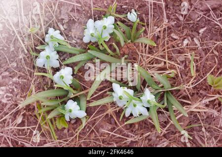 Boule de neige blanche en fleurs Galanthus plicatus avec gouttes d'eau en gros plan, vue du dessus. Mise au point sélective Banque D'Images