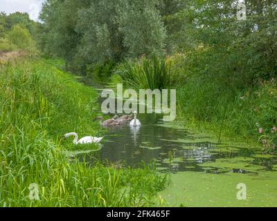 Une paire de cygnes et deux signets sur un petit ruisseau, se nourrissant des bancs d'herbe verte surcultivés. Banque D'Images