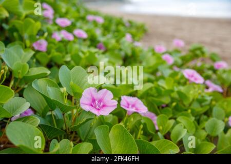 Plage florissante Morning Glory ou Ipomoea pes-caprae sur la plage de Batu Belig à Bali, Indonésie. Banque D'Images