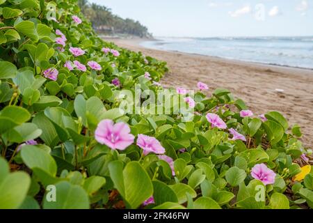 Plage florissante Morning Glory ou Ipomoea pes-caprae sur la plage de Batu Belig à Bali, Indonésie. Banque D'Images