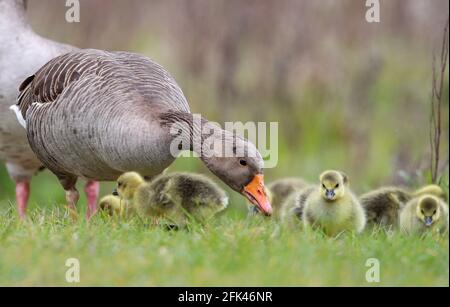 Eastleigh, Hampshire. 28 avril 2021. Météo Royaume-Uni. Les bernaches de grisaille et leurs oisons, lors d'une journée de grizzlis gris, au parc national de Lakeside, à Eastleigh, près de Southampton, dans le Hampshire. Credit Stuart Martin/Alay Live News Banque D'Images