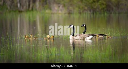 Une oie et gander prennent leur goose pour une baignade en soirée dans le marais situé sur notre propriété dans la campagne de Door County Wi. Banque D'Images